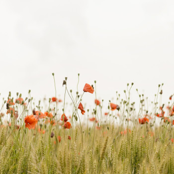 poppies-1836375_1920